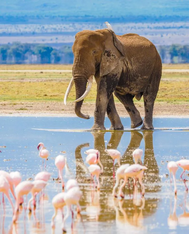 Amboseli Elephant Safari