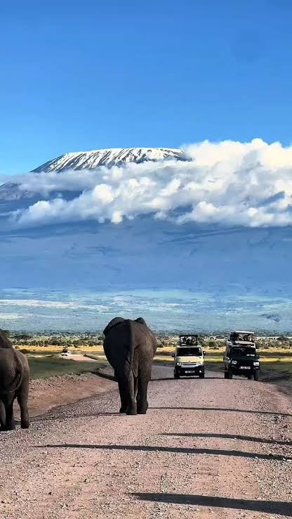 Elephant herd with Mount Kilimanjaro, Amboseli