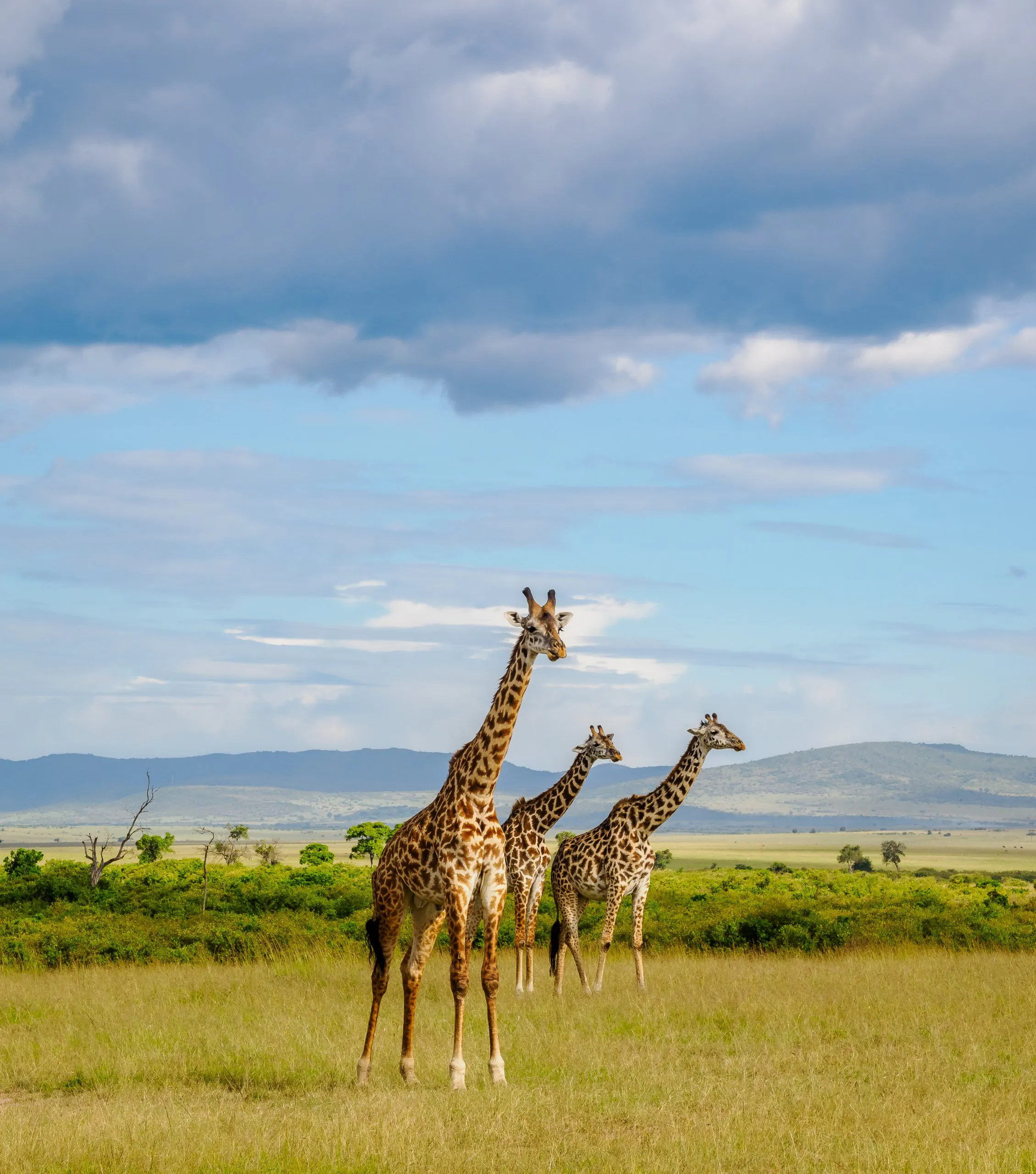 Giraffes in the Maasai Mara