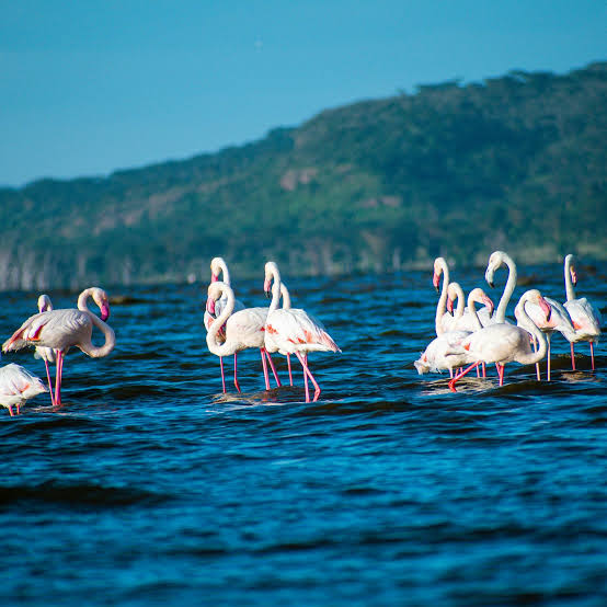 Lake Nakuru Flamingo Safari
