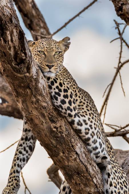 Samburu leopard in a tree