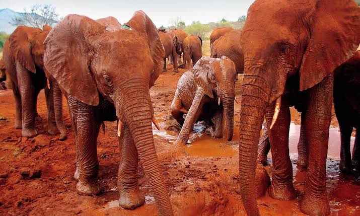 Tsavo Wilderness Trail